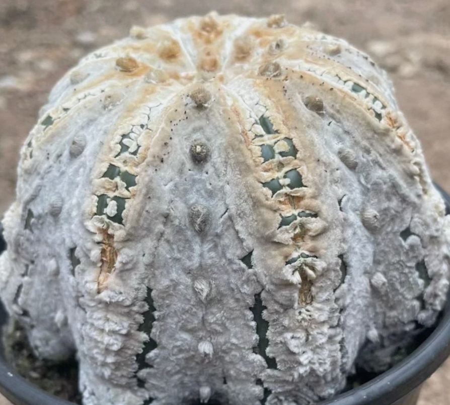 Astrophytum asterias cv. Mirakuru 'Miracle' 10 Pieces Seeds