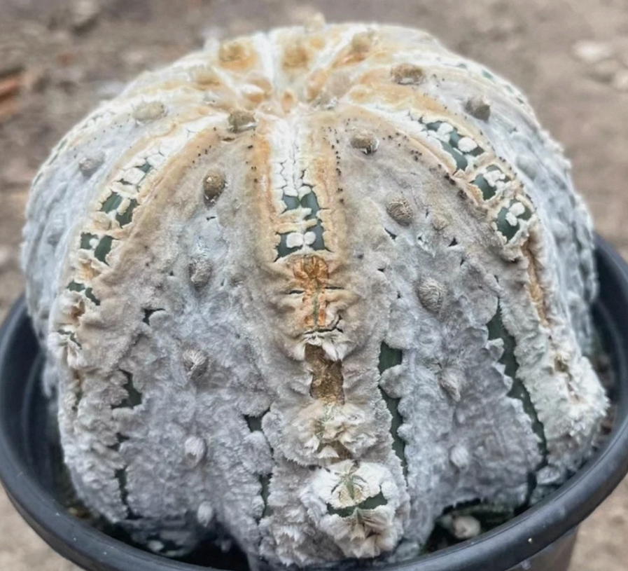 Astrophytum asterias cv. Mirakuru 'Miracle' 10 Pieces Seeds