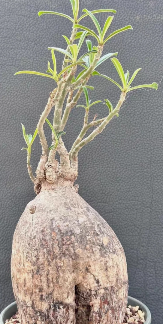 Adenium swazicum 6 Pieces Seeds