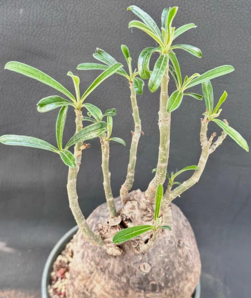 Adenium swazicum 6 Pieces Seeds