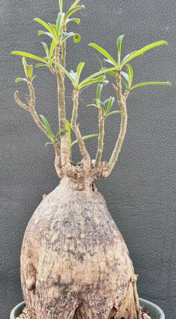 Adenium swazicum 6 Pieces Seeds