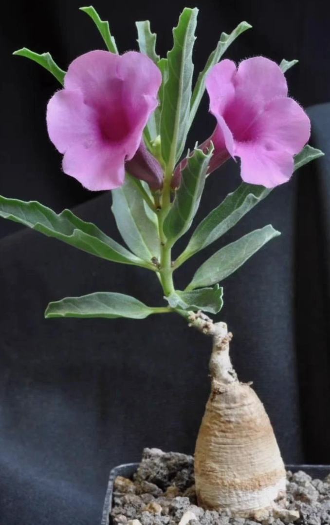 Pterodiscus Speciosus 6 Pieces Seeds