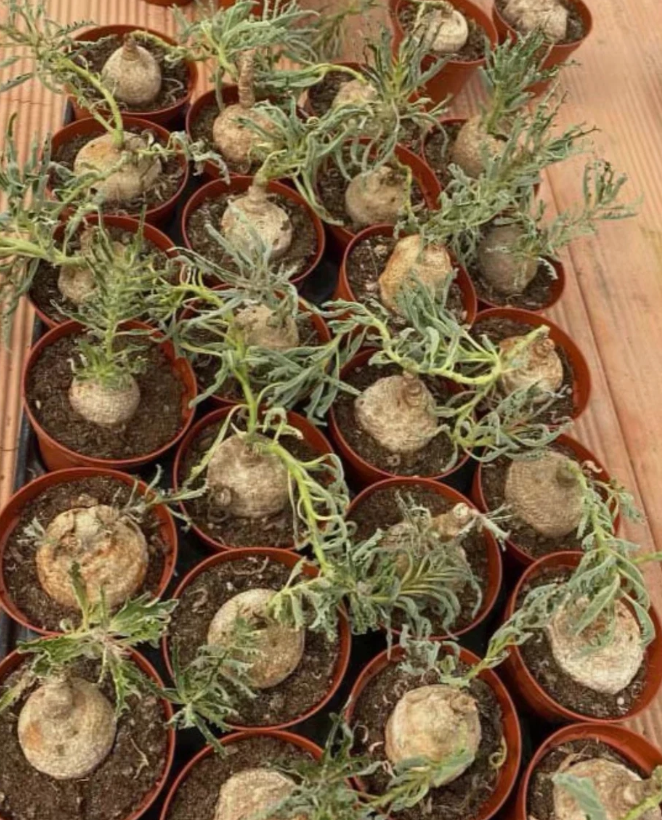 Pterodiscus Speciosus 6 Pieces Seeds