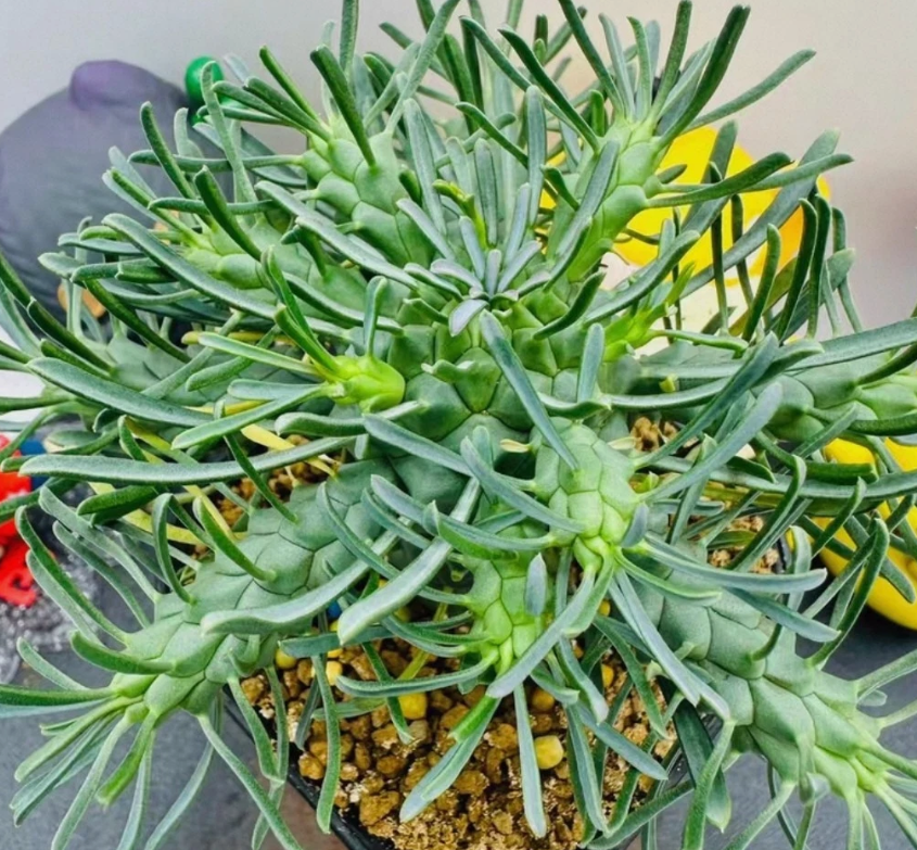 Euphorbia tuberculata 6 Pieces Seeds