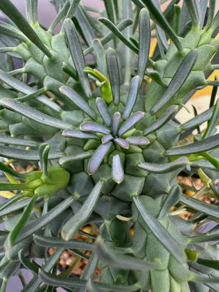 Euphorbia tuberculata 6 Pieces Seeds