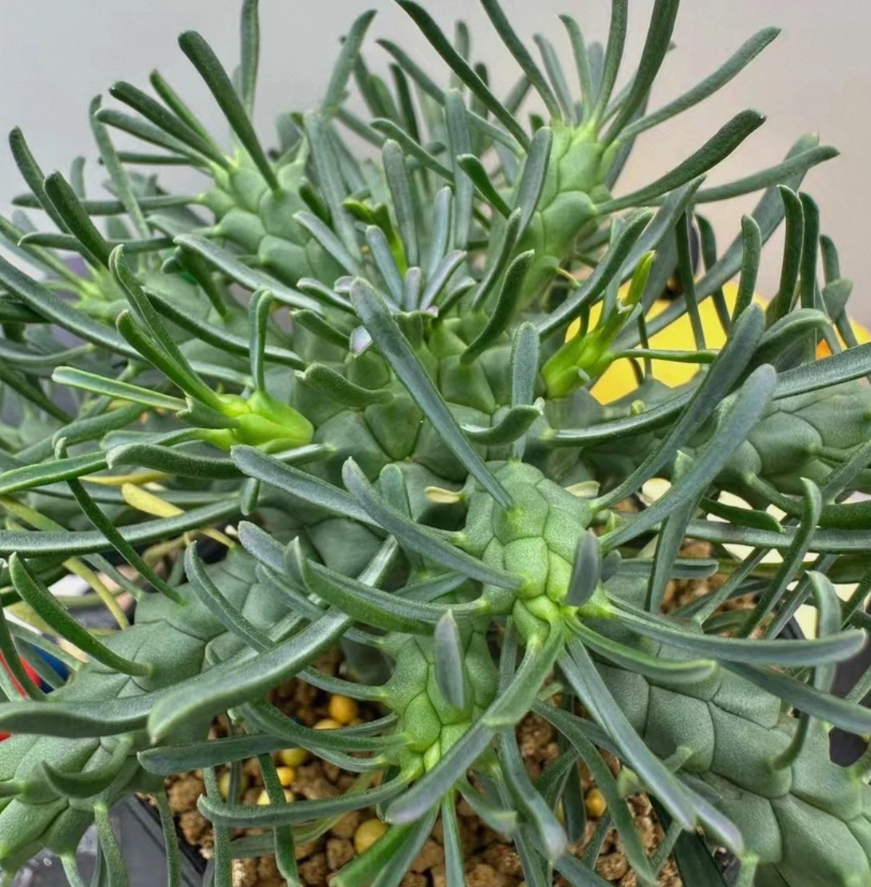 Euphorbia tuberculata 6 Pieces Seeds