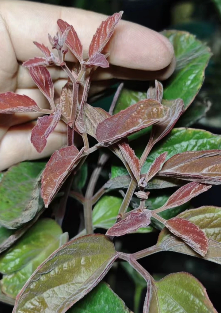 Cyphostemma Calcarium 10 Pieces Seeds