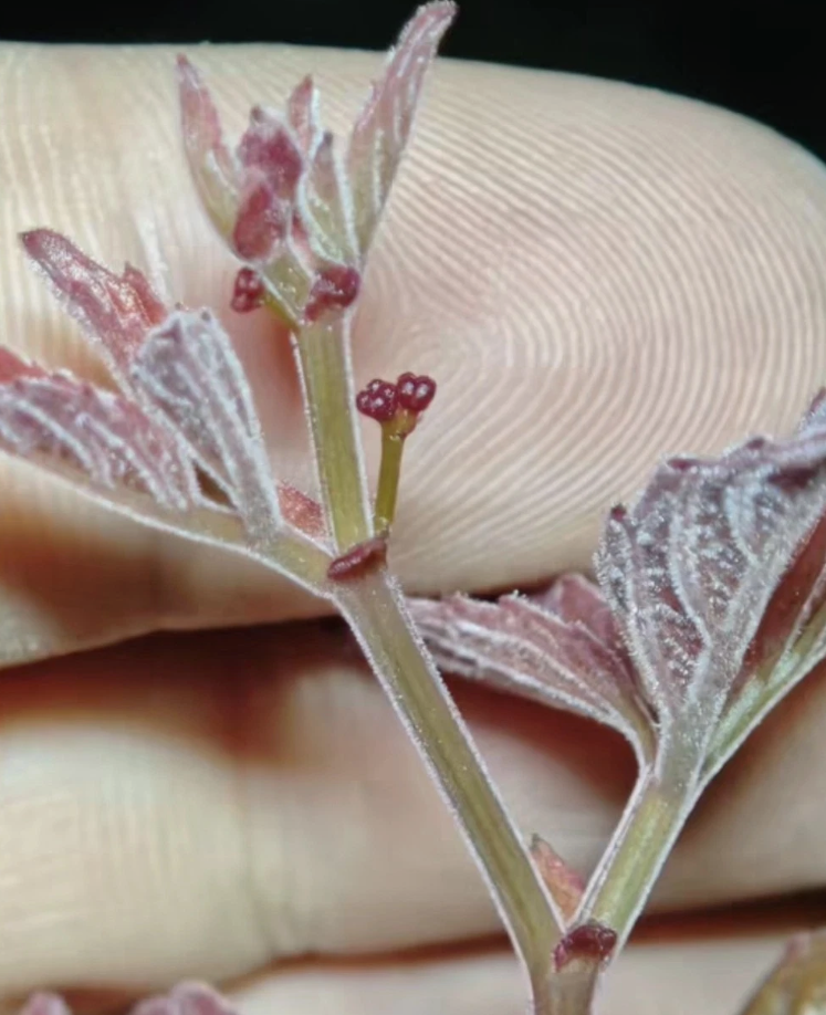 Cyphostemma Calcarium 10 Pieces Seeds