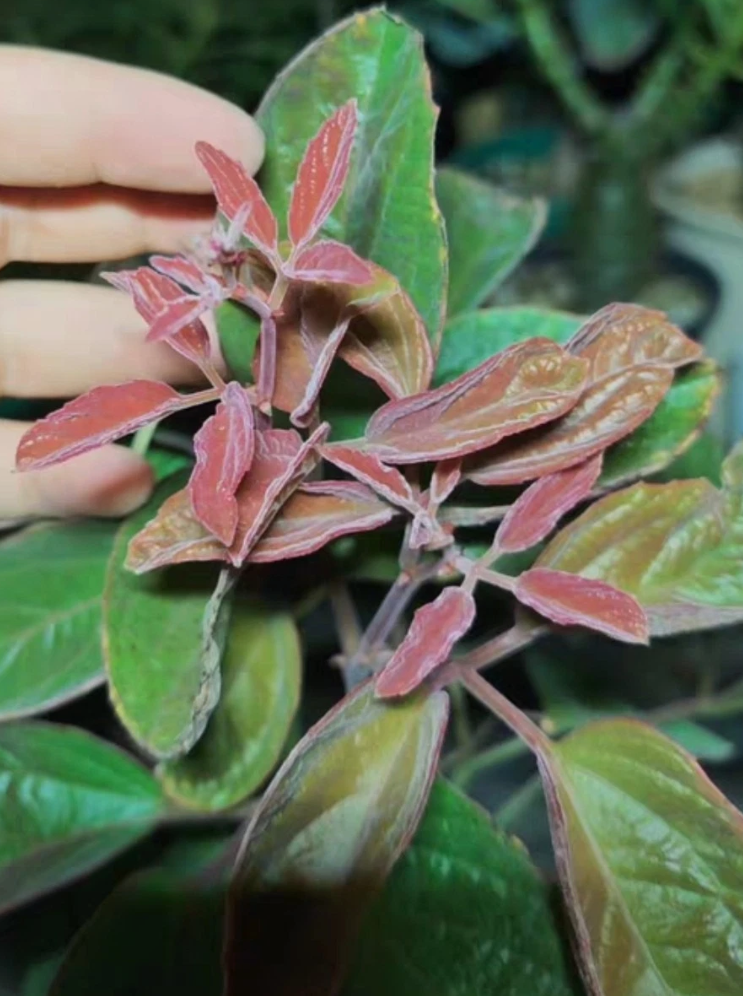 Cyphostemma Calcarium 10 Pieces Seeds