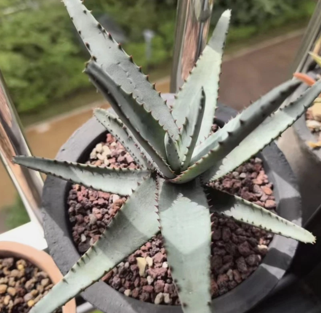 Aloe conifera 10 Pieces Seeds