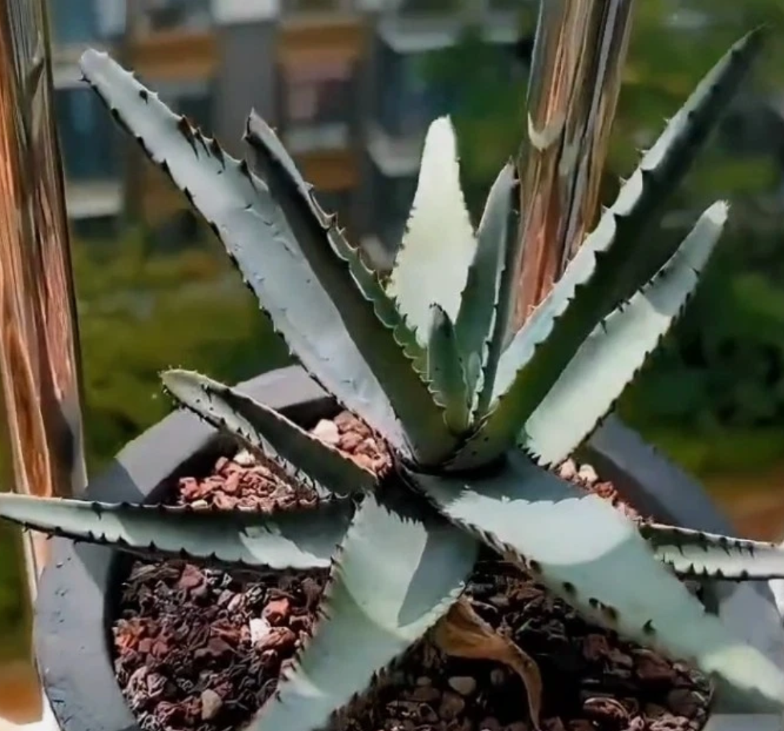 Aloe conifera 10 Pieces Seeds