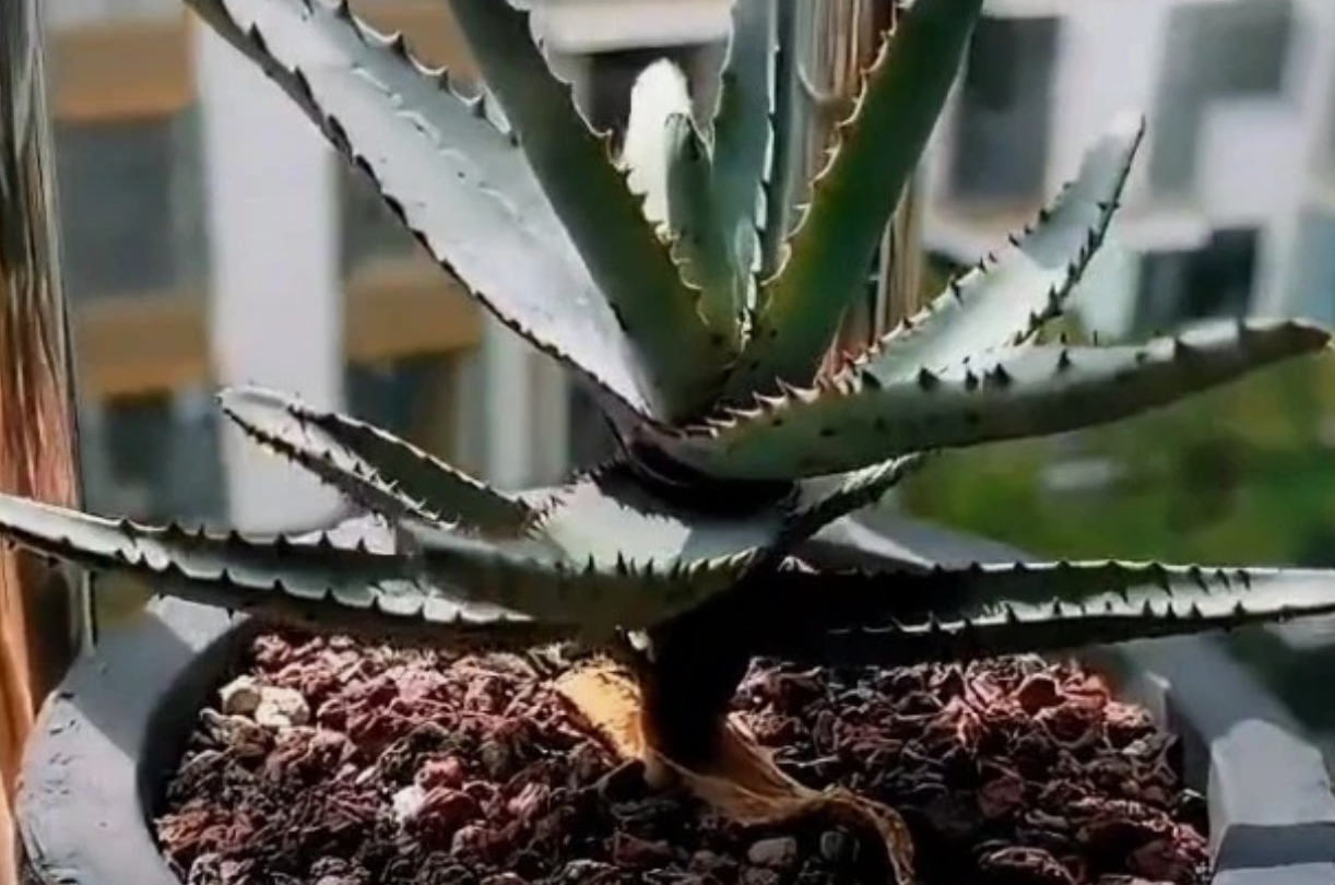 Aloe conifera 10 Pieces Seeds