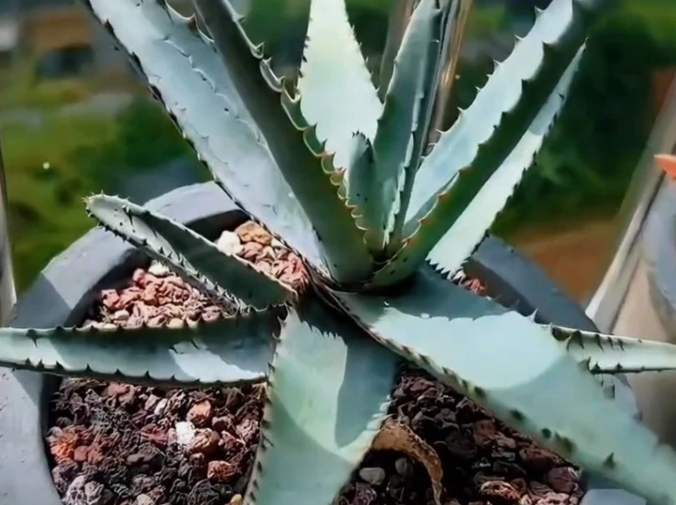 Aloe conifera 10 Pieces Seeds