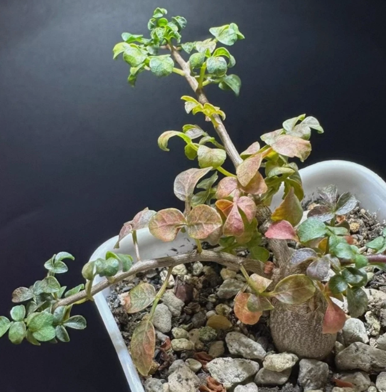 Commiphora sp. ‘Eyl’ 4 Pieces Seeds