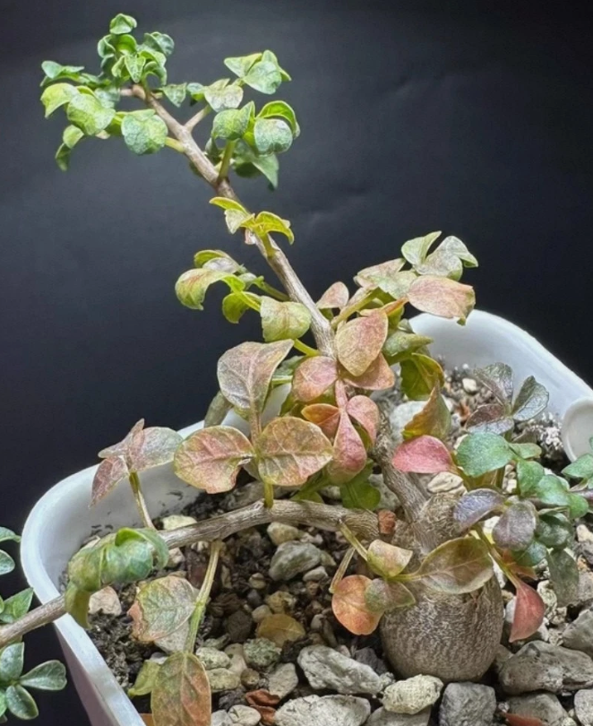 Commiphora sp. ‘Eyl’ 4 Pieces Seeds