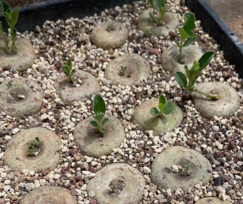 Brachystelma buchananii 6 Pieces Seeds