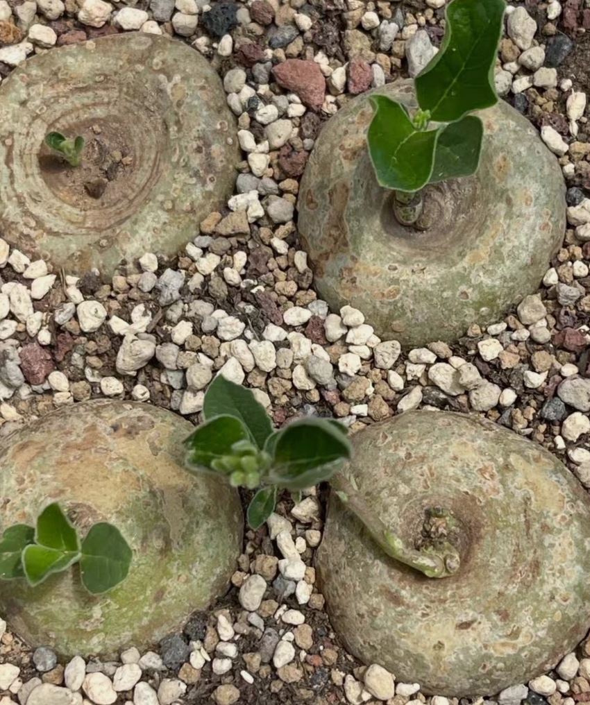 Brachystelma buchananii 6 Pieces Seeds