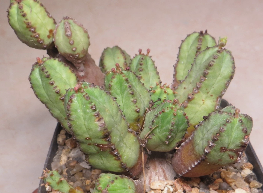 Euphorbia tubiglans 6 Pieces Seeds