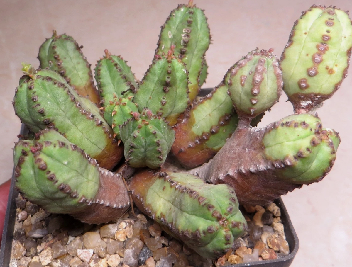 Euphorbia tubiglans 6 Pieces Seeds