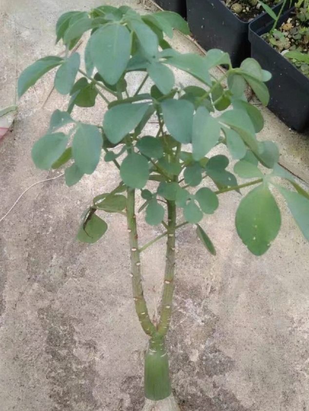 Adenia wilmsii 4 Pieces Seeds