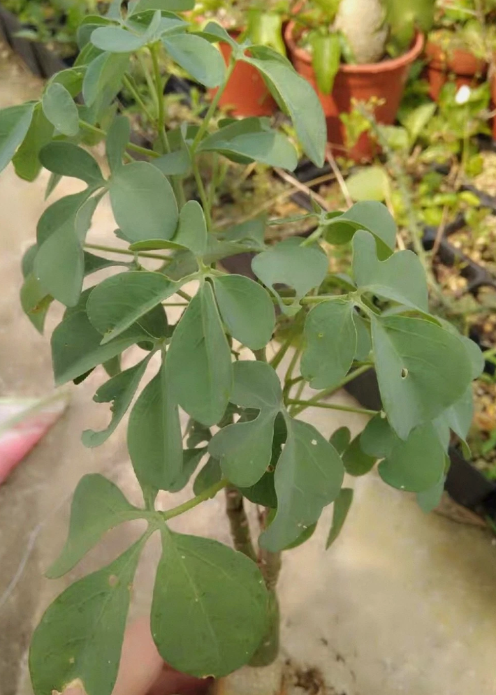 Adenia wilmsii 4 Pieces Seeds