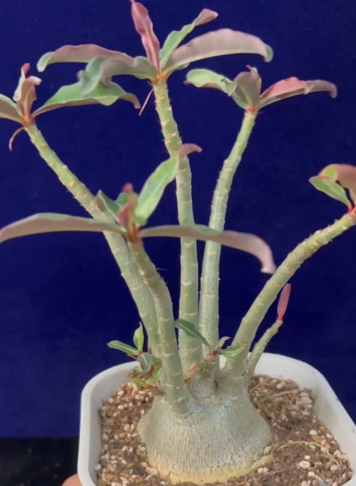 Adenium Somalense sp. Nova Tanzania 6 Pieces Seeds