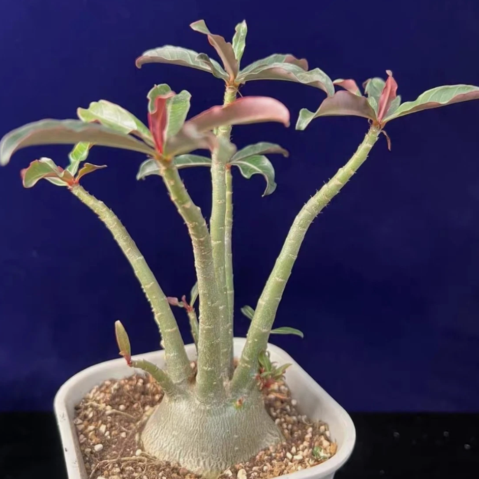 Adenium Somalense sp. Nova Tanzania 6 Pieces Seeds