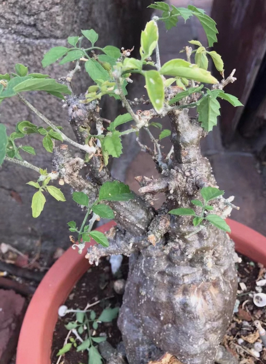 Momordica charantia 5 Pieces Seeds