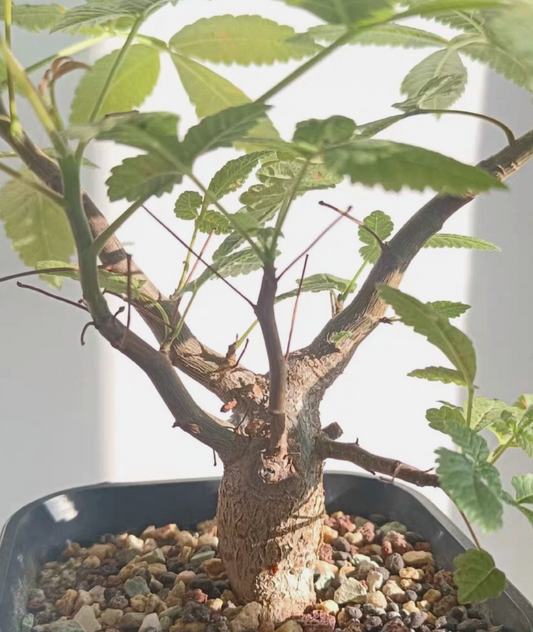 Bursera bicolor 5 Pieces Seeds