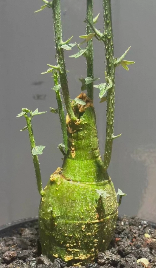 Adenia globosa 5 Pieces seeds