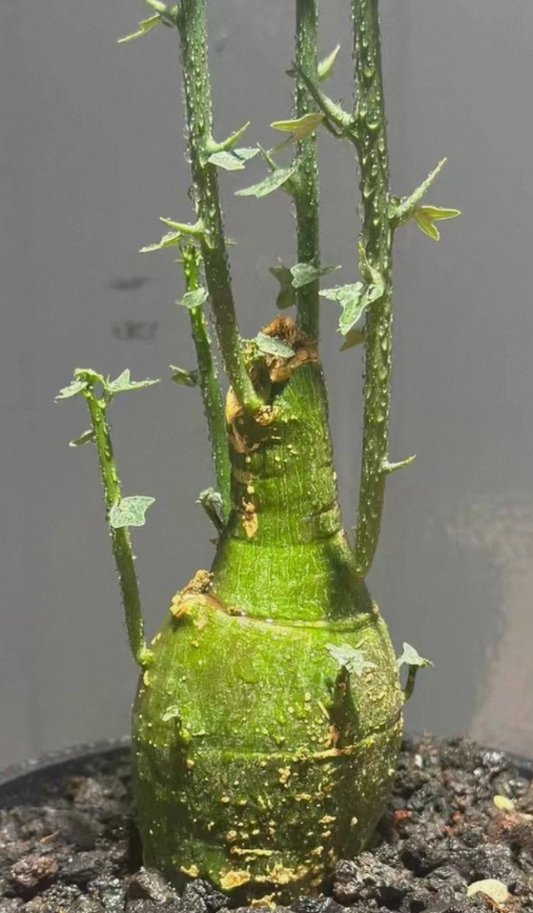 Adenia globosa 5 Pieces seeds