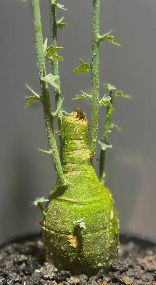 Adenia globosa 5 Pieces seeds