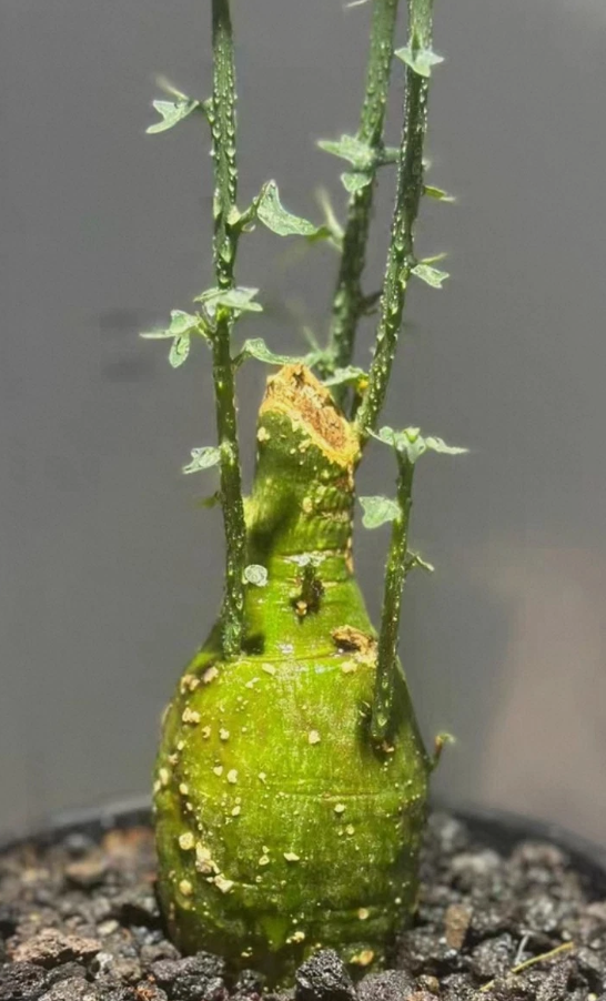 Adenia globosa 5 Pieces seeds