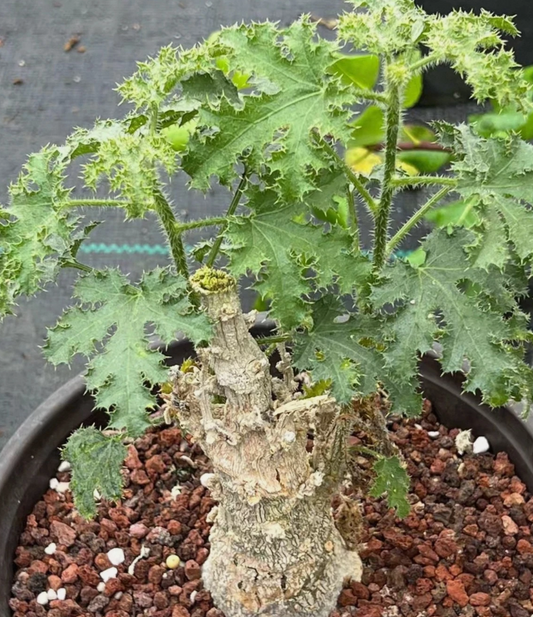 Dendrosicyos socotrana 10 Pieces Seeds