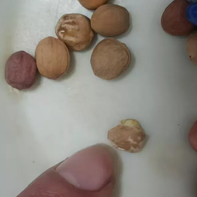 Commiphora cervifolia 10 Pieces Seeds