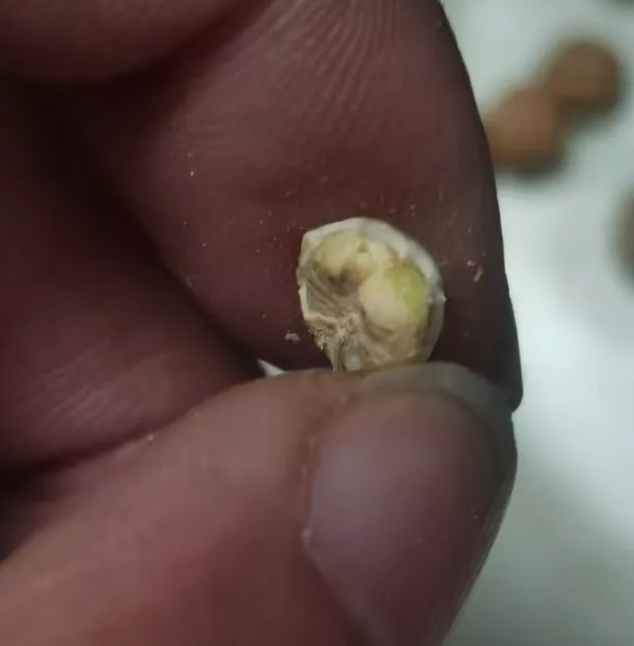 Commiphora cervifolia 10 Pieces Seeds