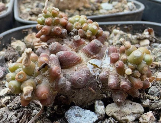 Othonna armiana 6 Pieces Seeds