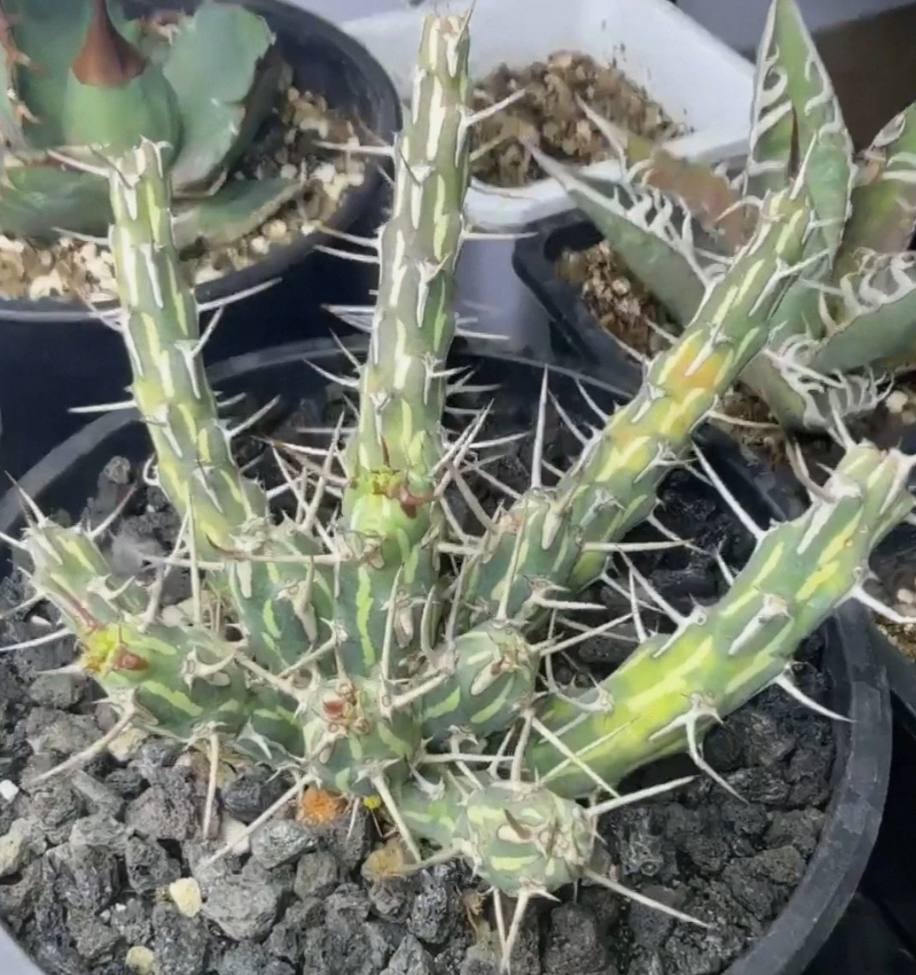 Euphorbia kalisana 7 Pieces Seeds