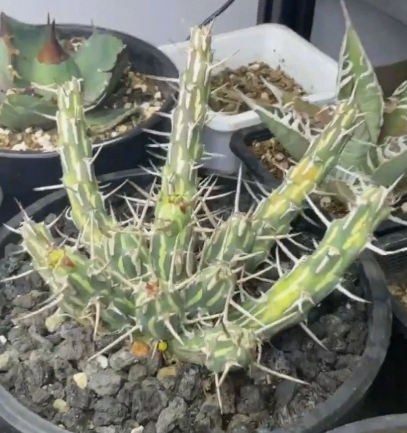 Euphorbia kalisana 7 Pieces Seeds