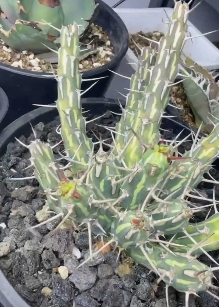 Euphorbia kalisana 7 Pieces Seeds