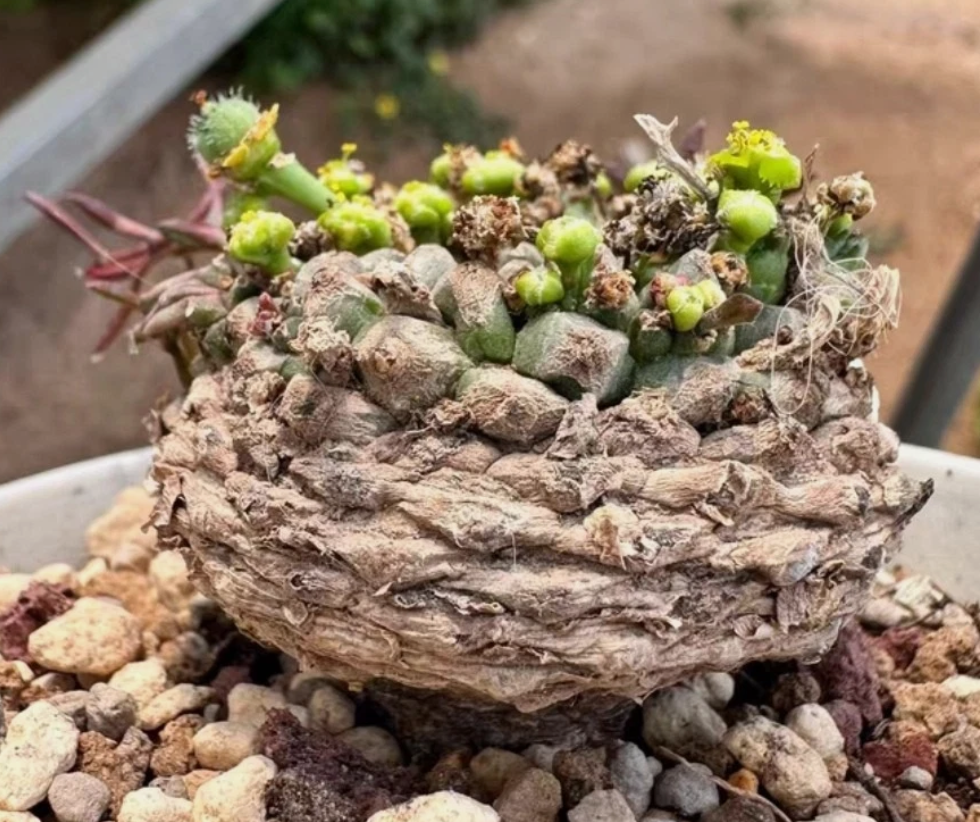 Euphorbia gatbergensis 10 Pieces Seeds