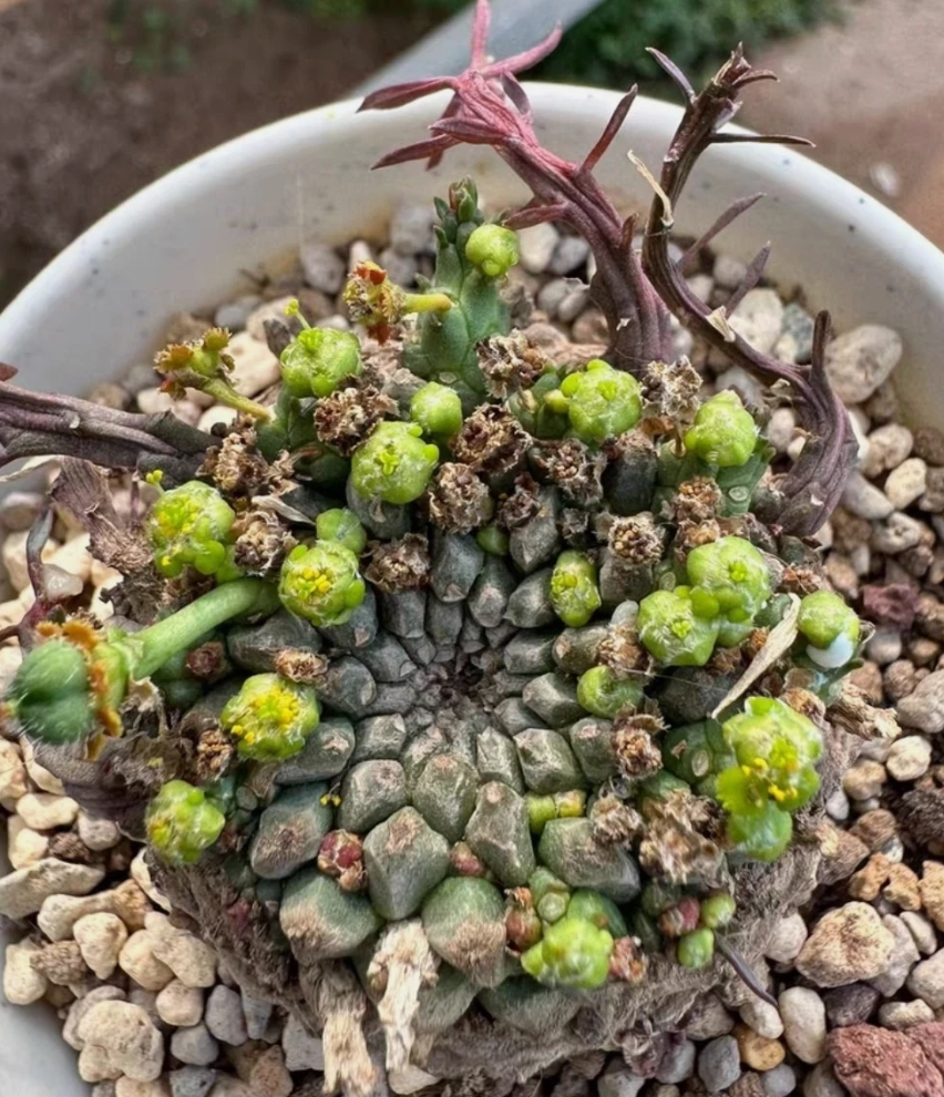 Euphorbia gatbergensis 10 Pieces Seeds