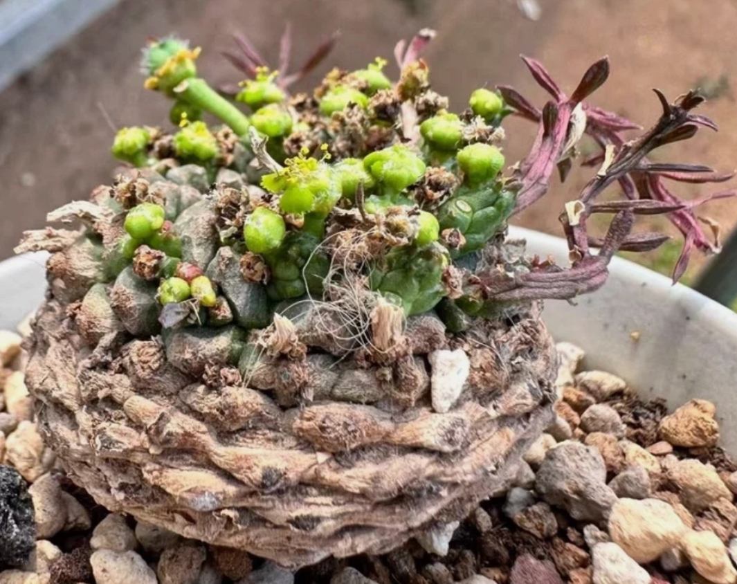 Euphorbia gatbergensis 10 Pieces Seeds