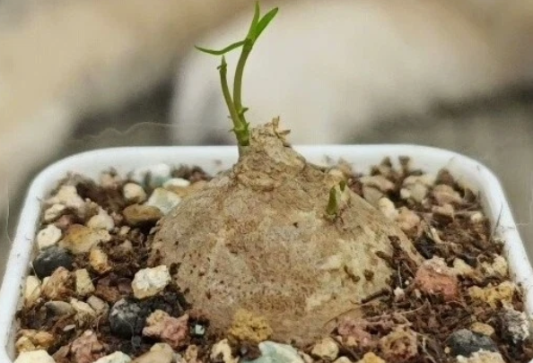 Brachystelma sp. Thai 5 Pieces Seeds