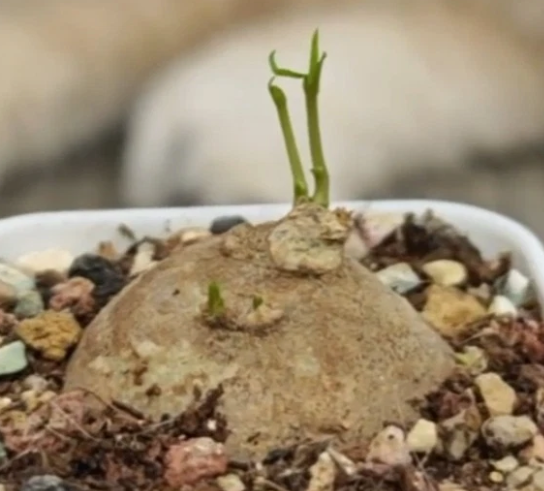Brachystelma sp. Thai 5 Pieces Seeds