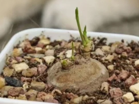 Brachystelma sp. Thai 5 Pieces Seeds