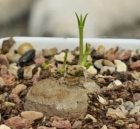 Brachystelma sp. Thai 5 Pieces Seeds
