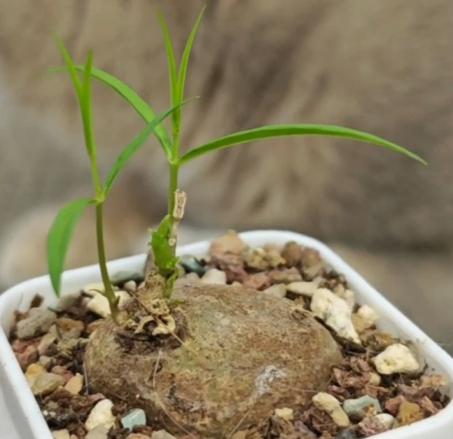Brachystelma sp. Thai 5 Pieces Seeds