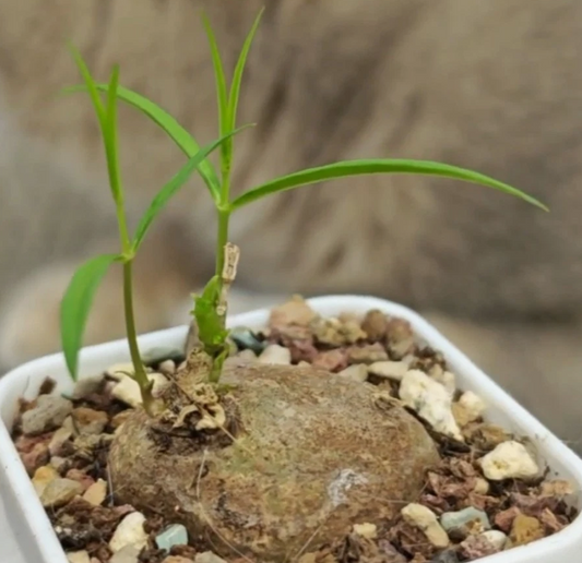 Brachystelma sp. Thai 5 Pieces Seeds