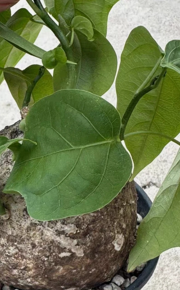 Adenia Penangiana 3 Pieces Seeds
